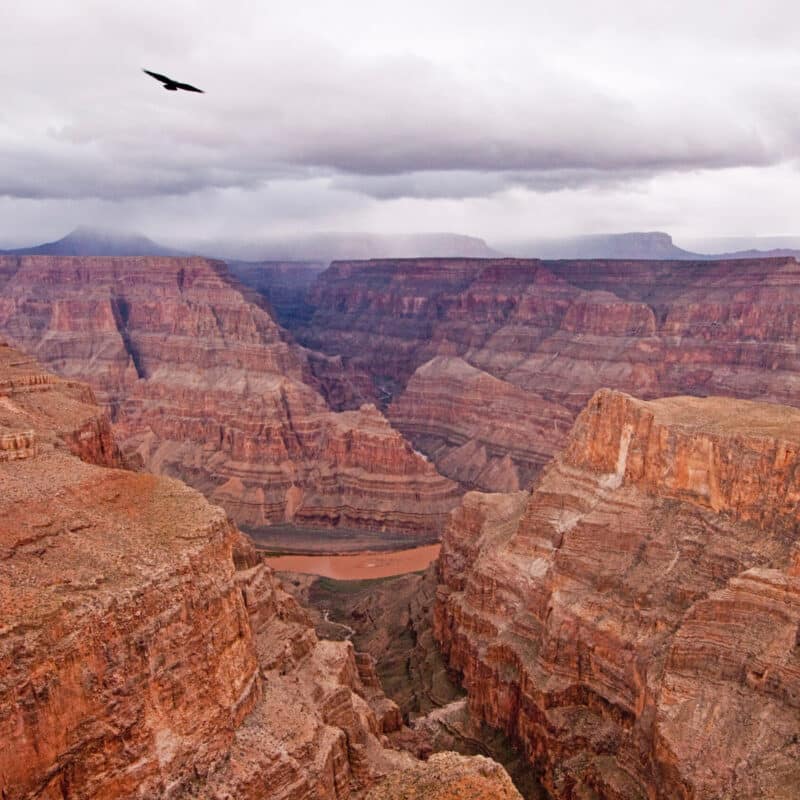 A majestic Grand Canyon landscape under a dramatic cloudy sky with a bird soaring.