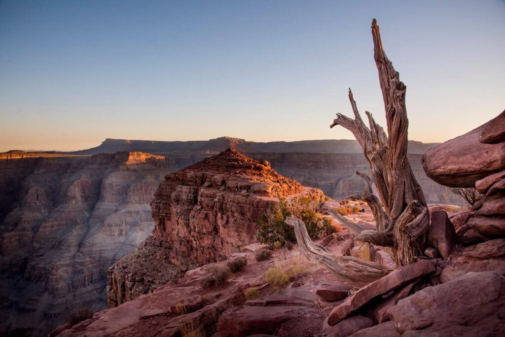 Guano Point at Grand Canyon West Sunlit dead tree and rock formation at Grand Canyon.