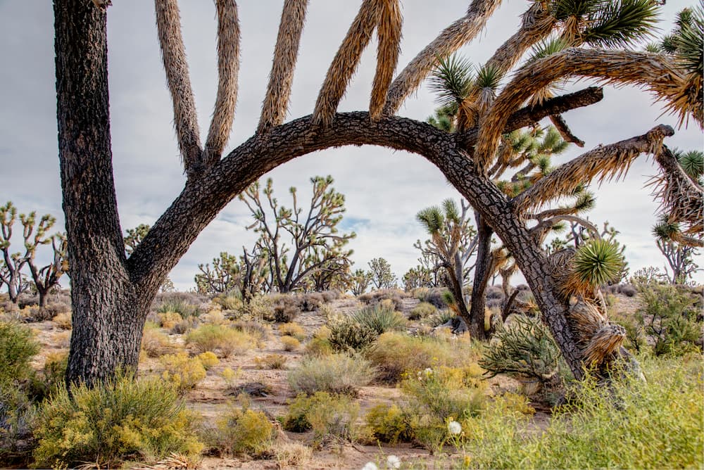 The Ultimate Vegas to Grand Canyon Road Trip Itinerary Curved branches of a Joshua tree forming an arch in the desert landscape.